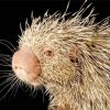 Brazilian Porcupine Paint By Numbers