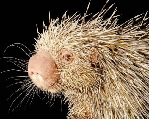 Brazilian Porcupine Paint By Numbers