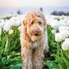 Brown Dog In Tulips Field Paint By Number