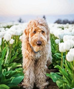 Brown Dog In Tulips Field Paint By Number