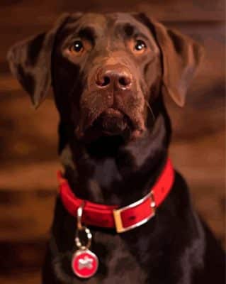 Brown Labrador Dog Paint By Number