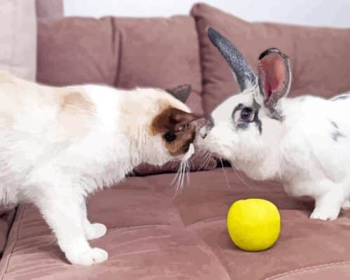 Bunny With Cat Paint By Numbers