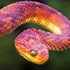 Bush Viper Paint By Numbers