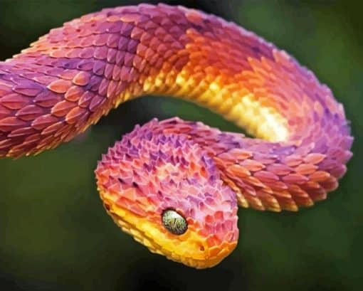 Bush Viper Paint By Numbers