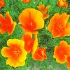 Orange California Poppies Paint By Number