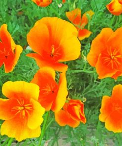 Orange California Poppies Paint By Number