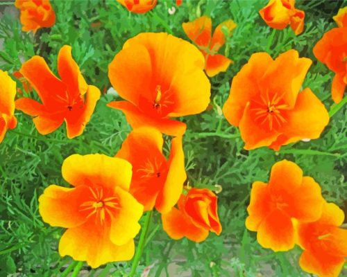 Orange California Poppies Paint By Number