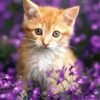 Cat With Purple Flowers Paint By Number