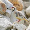 Chukar Partridge Paint By Number