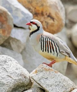 Chukar Partridge Paint By Number