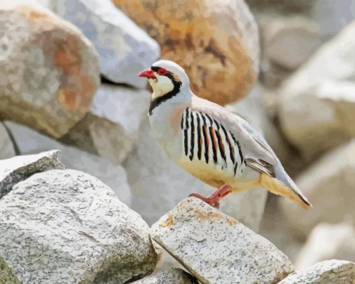 Chukar Partridge Paint By Number