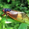 Cicada Insect Paint By Number