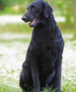 Black Curly Coated Retriever Paint By Numbers