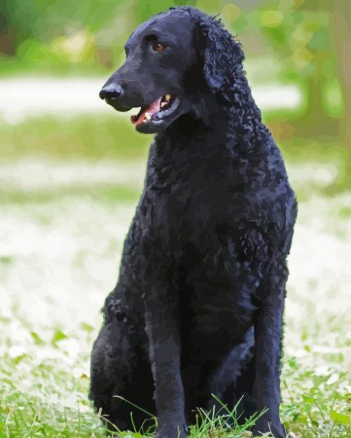 Black Curly Coated Retriever Paint By Numbers