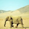 Desert Elephant Paint By Number