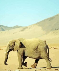 Desert Elephant Paint By Number