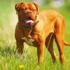 Dog De Bordeaux Paint By Number