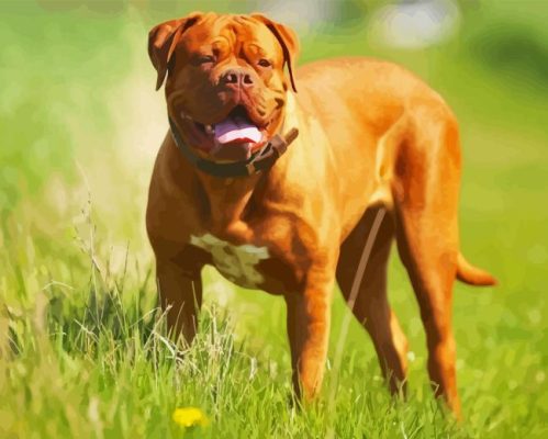 Dog De Bordeaux Paint By Number