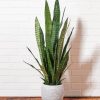 Dracaena Trifasciata Paint By Number