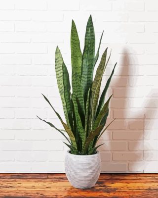 Dracaena Trifasciata Paint By Number