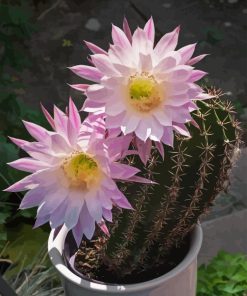 Echinopsis Plant With Pink Flowers Paint By Numbers
