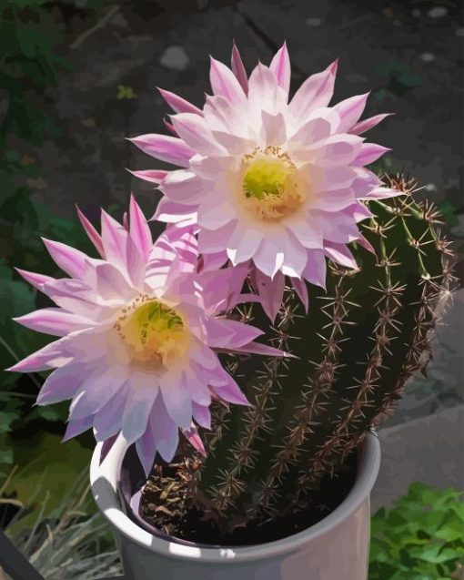 Echinopsis Plant With Pink Flowers Paint By Numbers