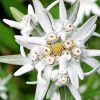 White Edelweiss Flower Paint By Numbers