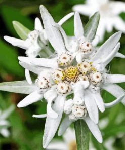 White Edelweiss Flower Paint By Numbers