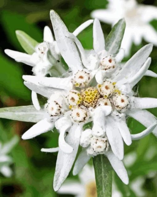 White Edelweiss Flower Paint By Numbers