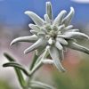 Edelweiss Flower Paint By Number