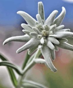 Edelweiss Flower Paint By Number