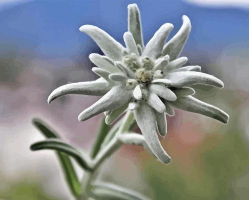 Edelweiss Flower Paint By Number