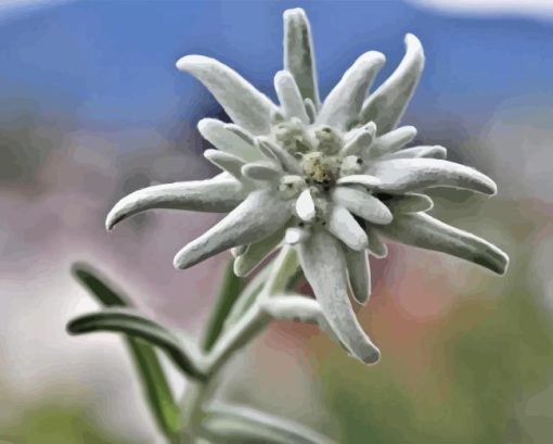 Edelweiss Flower Paint By Number