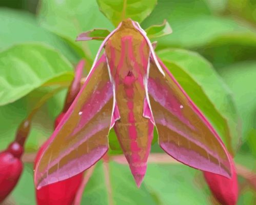 Elephant Hawk Moth Paint By Numbers