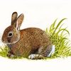 European Rabbit Art Paint By Numbers