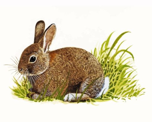 European Rabbit Art Paint By Numbers