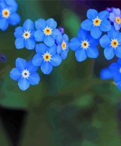 Forget Me Nots Paint By Numbers