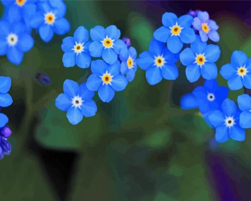 Forget Me Nots Paint By Numbers