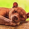 Fossa Animal Paint By Number