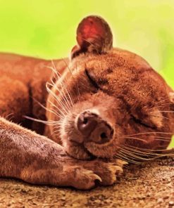 Fossa Animal Paint By Number