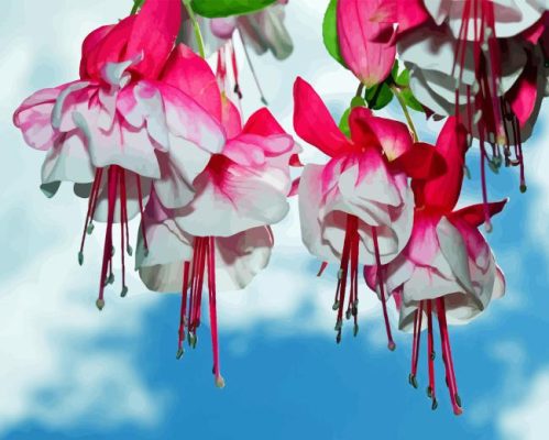 Fuchsias Flowers Paint By Number