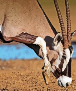 Gemsbok Paint By Numbers