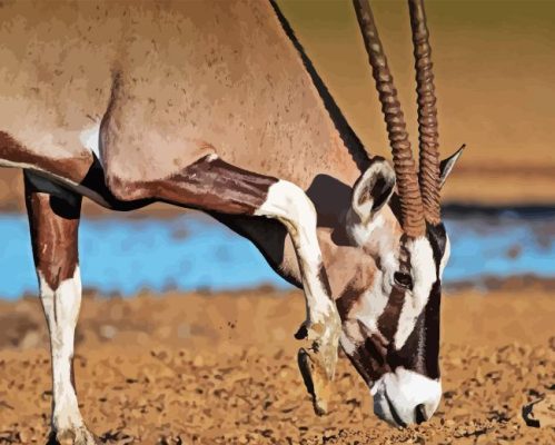 Gemsbok Paint By Numbers