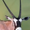 Gemsbok Paint By Number