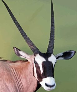 Gemsbok Paint By Number