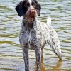 German Wirehaired Paint By Number