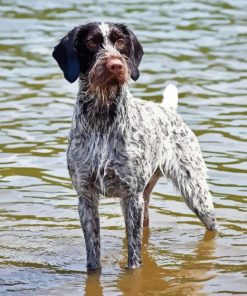 German Wirehaired Paint By Number