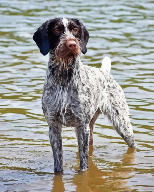 German Wirehaired Paint By Number