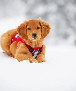 Golden Retriever In Snow Paint By Number