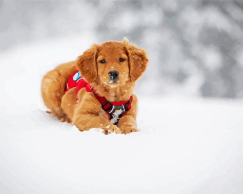 Golden Retriever In Snow Paint By Number